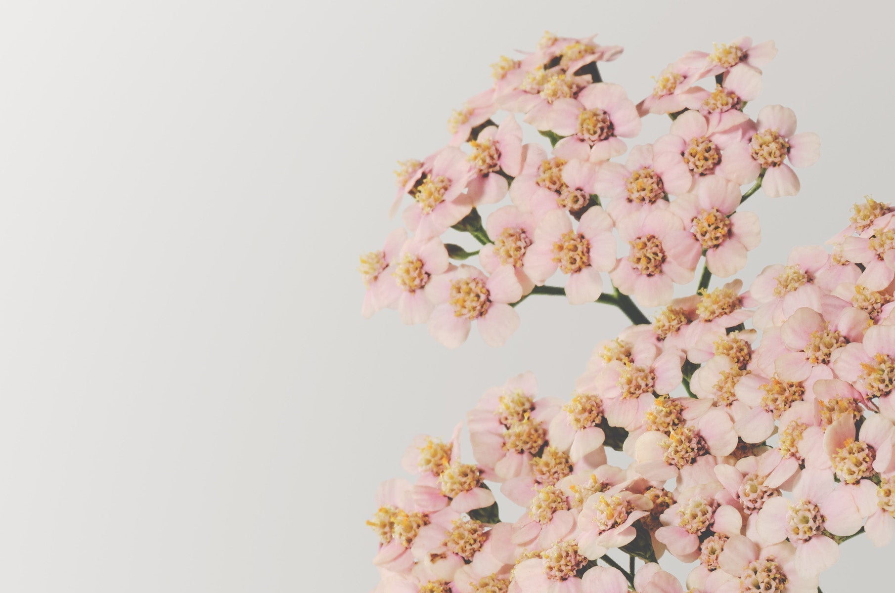 Alpine Botanicals & the Susanne Kaufmann Approach to Timeless Skin
