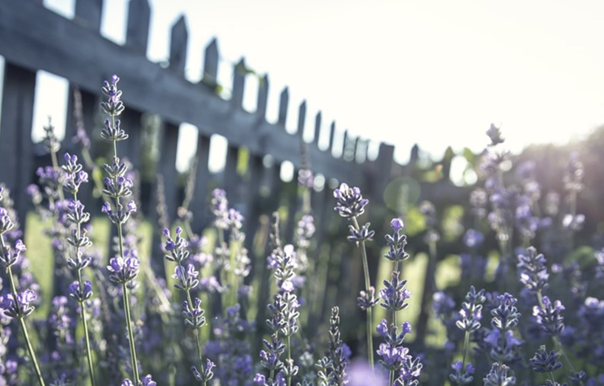 What Plants Are Good for My Skin? - Susanne Kaufmann EN
