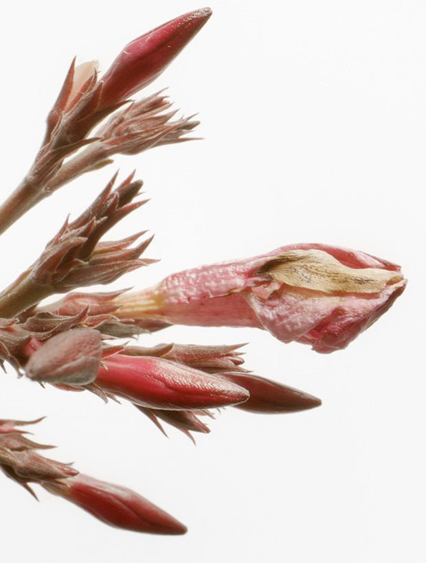 Alpine Rose Skincare - Susanne Kaufmann EN