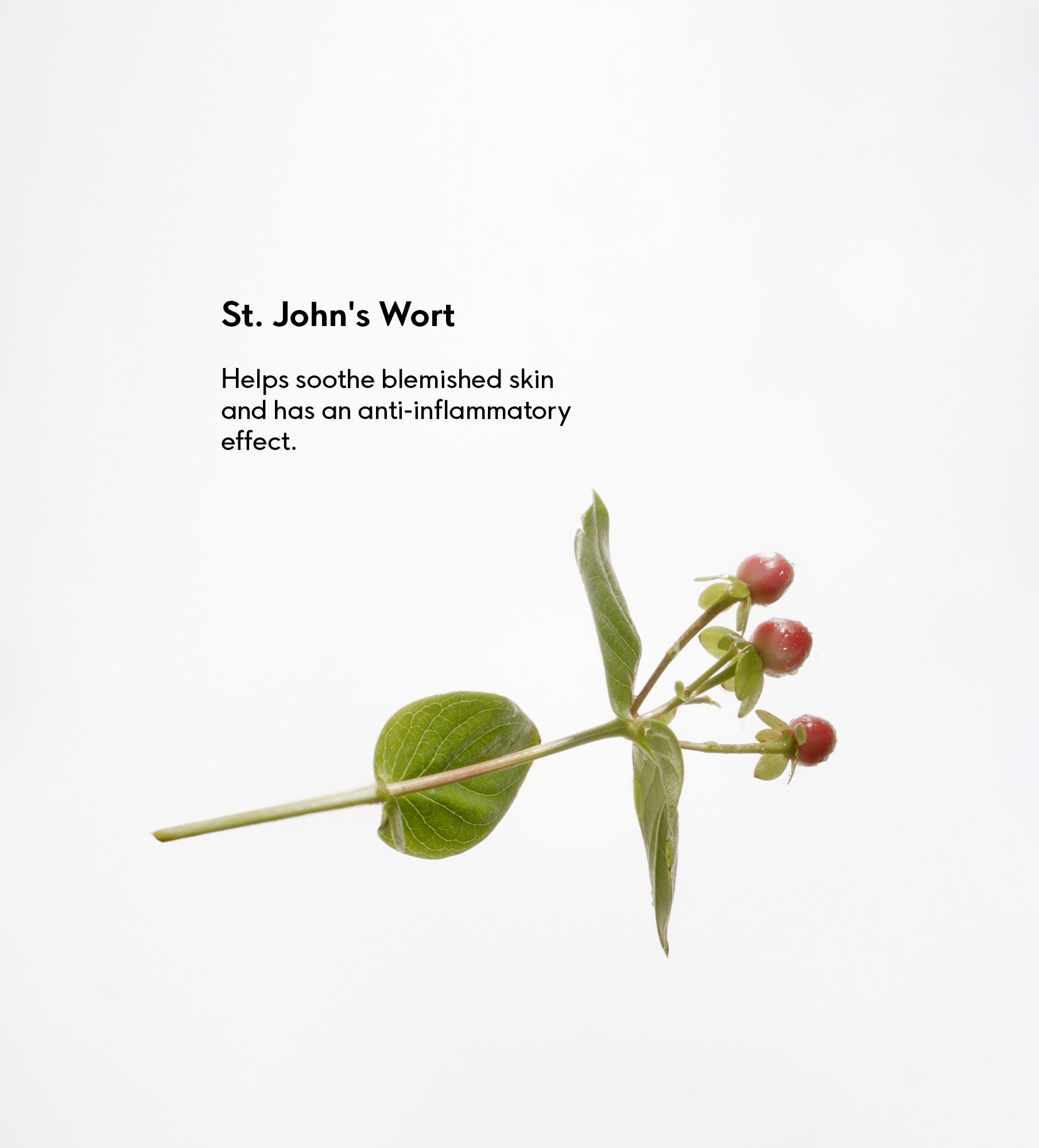 St John's Wort Bath